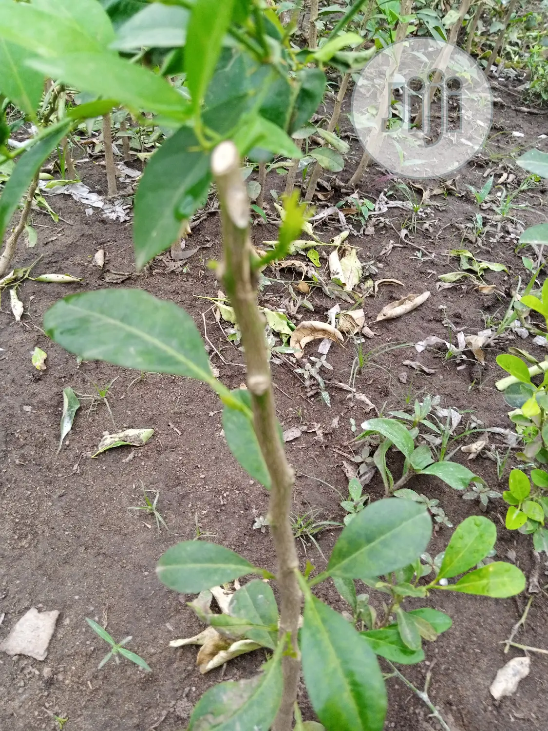 Budded Citrus Seedlings