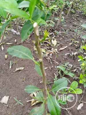 Budded Citrus Seedlings