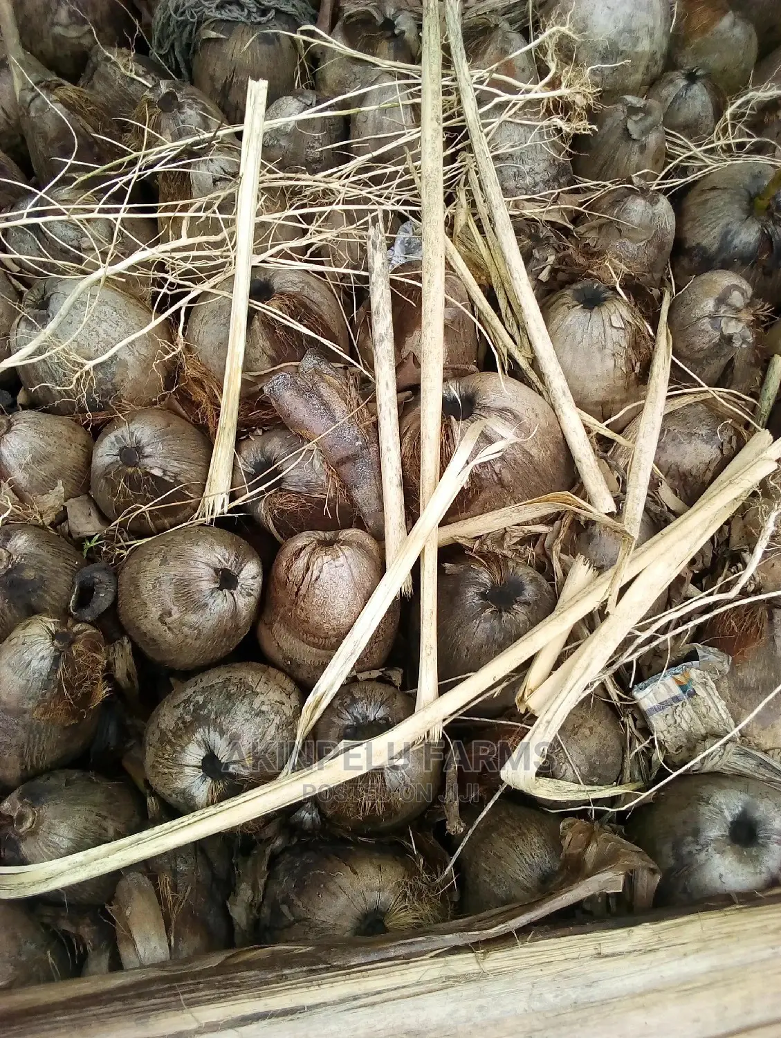 Malaysia-Dwarf Hybrid Coconut Seedlings.