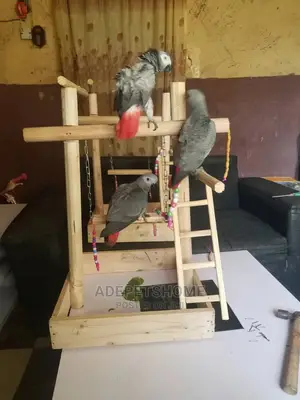 Perch Designed With Toys.