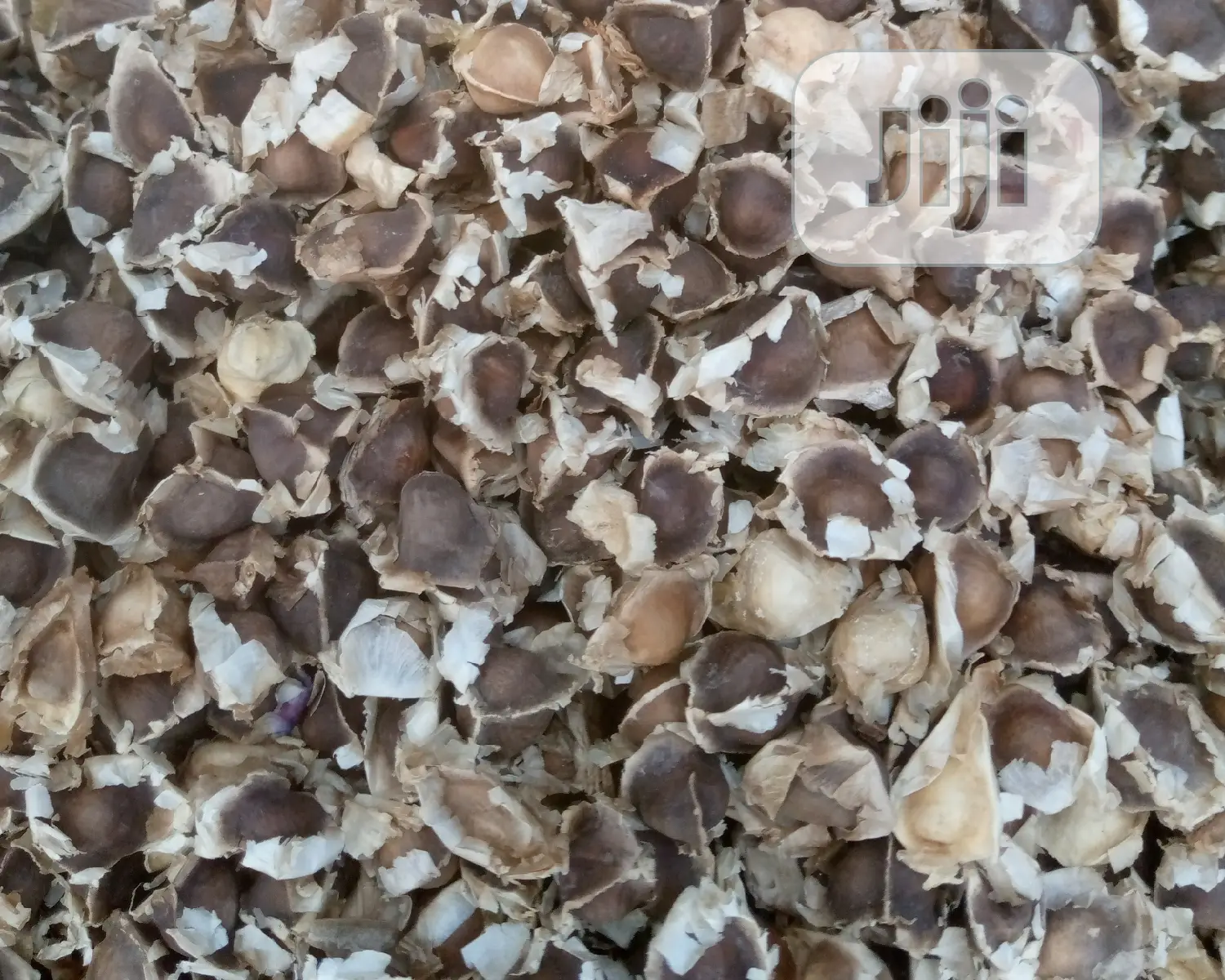 Moringa Seeds