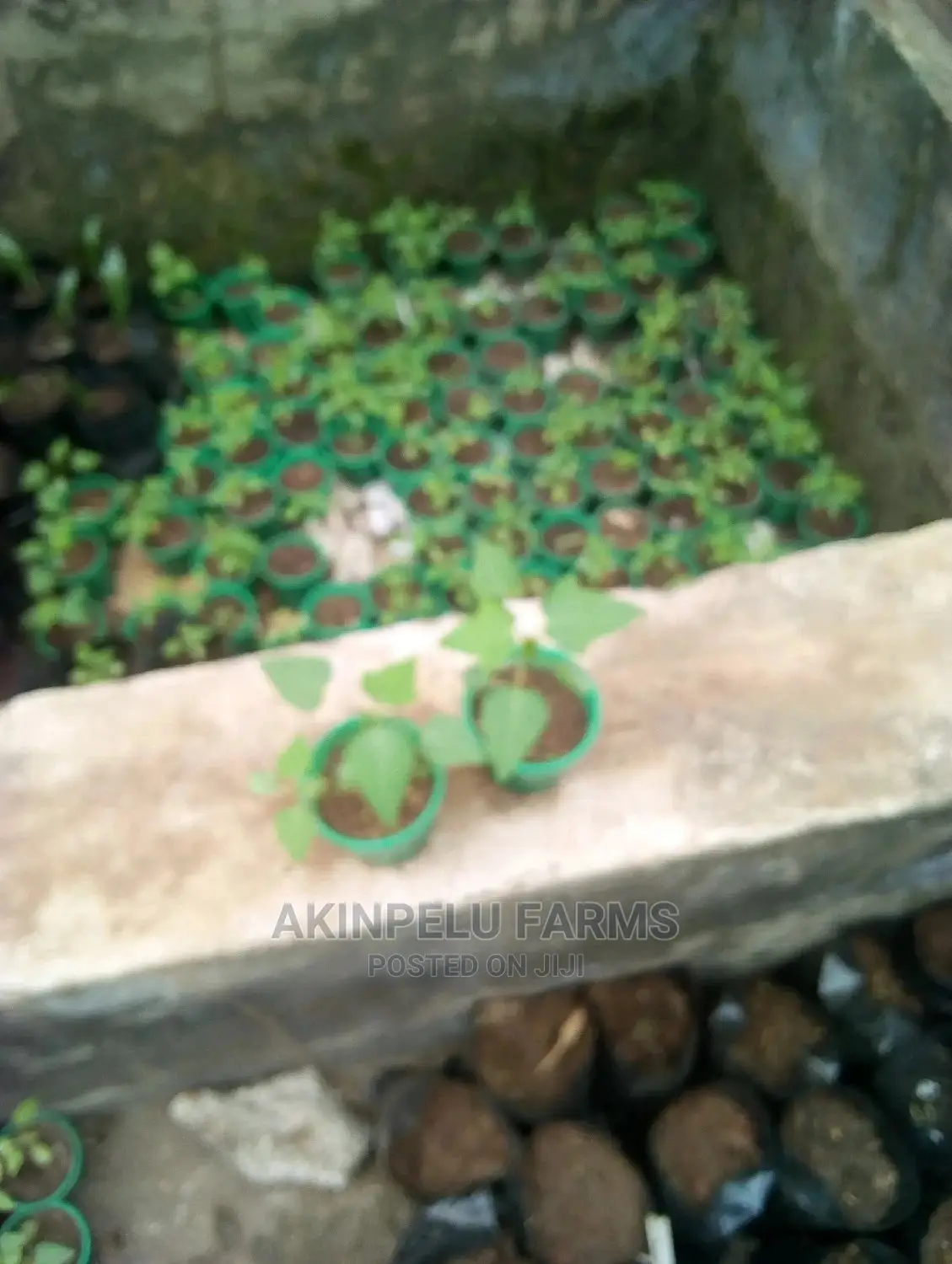 Dwarf Pawpaw Seedlings
