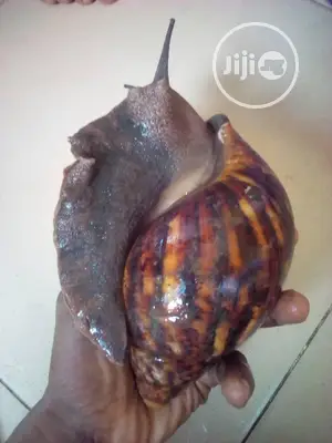 Jumbo Snails