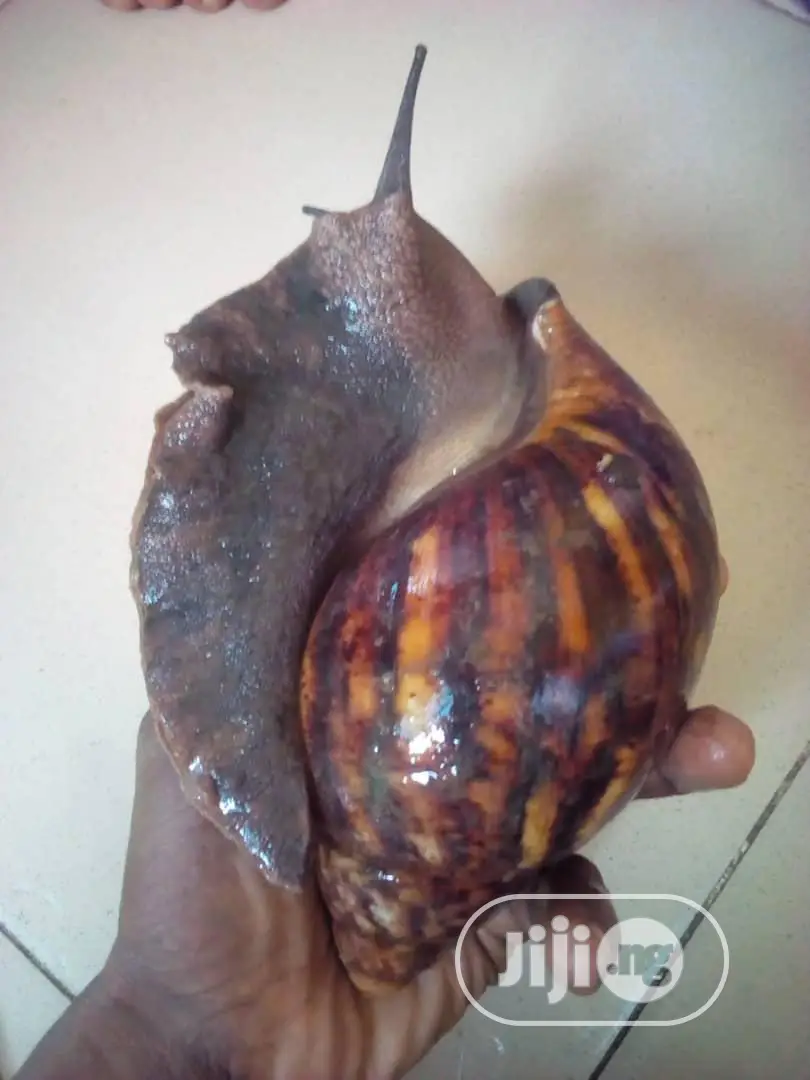 Jumbo Snails