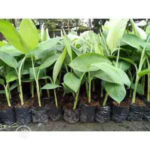 Nursery Planting Seed Nylon
