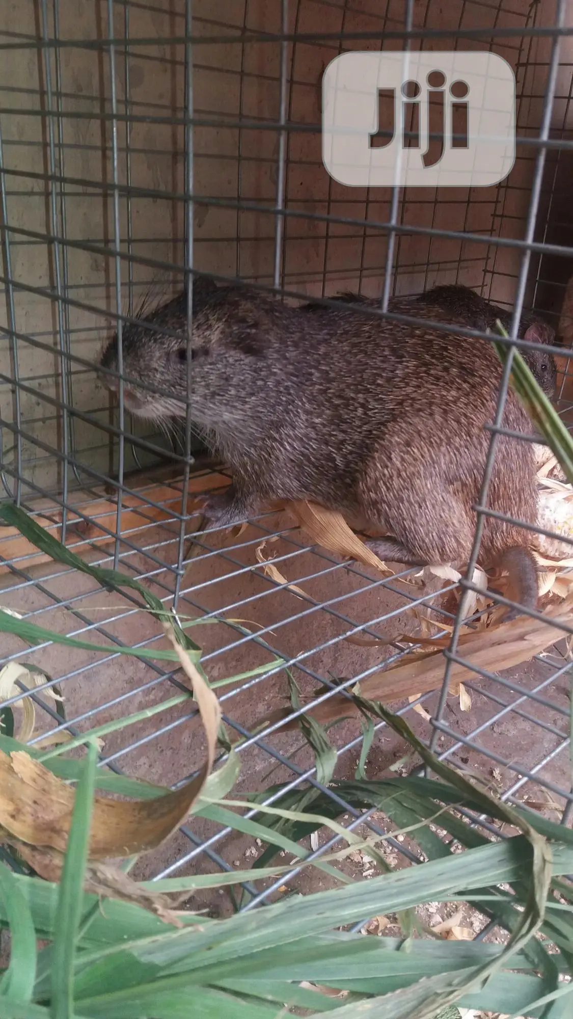 Pregnant Grasscutter