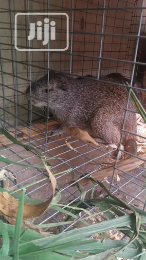 Pregnant Grasscutter