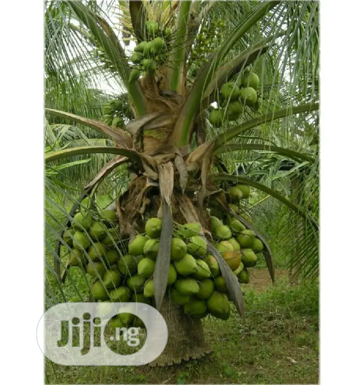 Introducing the Dwarf Coconut