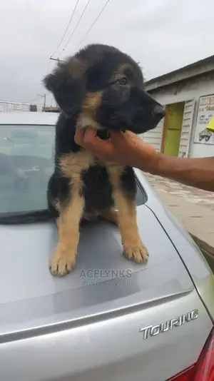 1-3 months Male Purebred German Shepherd
