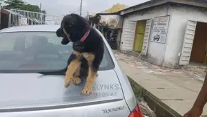 1-3 months Male Purebred German Shepherd