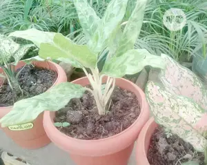 Indoor Outdoor Plants
