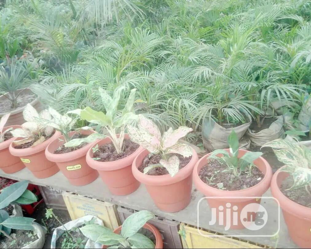 Indoor Outdoor Plants