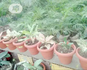 Indoor Outdoor Plants
