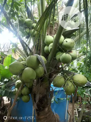 Hybrid Coconut