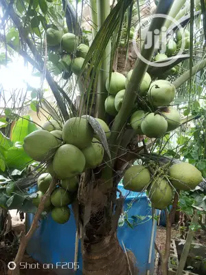 Hybrid Coconut