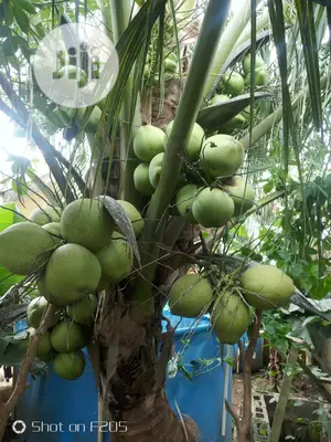 Hybrid Coconut