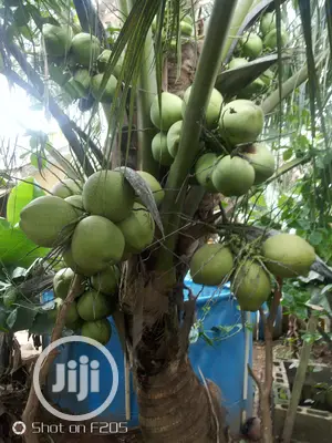 Hybrid Coconut