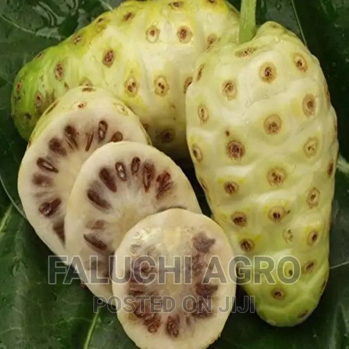 Noni Seedlings