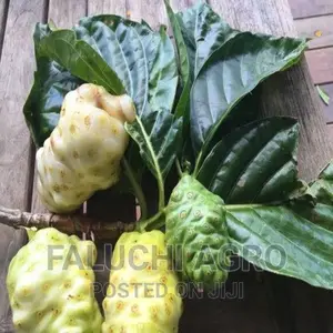 Noni Seedlings