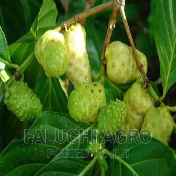 Noni Seedlings