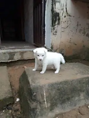 3-6 months Male Purebred American Eskimo