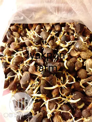 Hybrid Tenera Oil Palm Sprouted Seeds