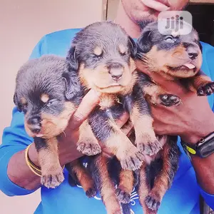 0-1 month Male Purebred Rottweiler