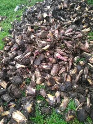 Plantain Suckers - Hybrid Giant Elephant Rapid Growth