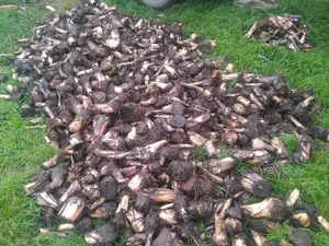 Plantain Suckers - Hybrid Giant Elephant Rapid Growth