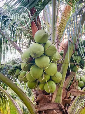 Hybrids and Dwarf Coconut Seedlings