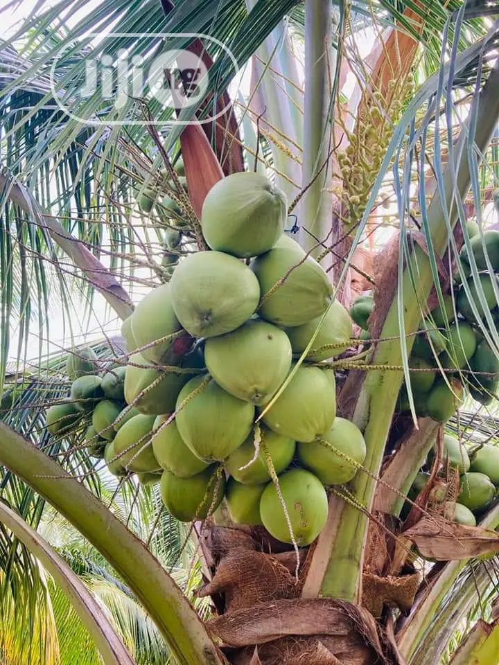 Hybrids and Dwarf Coconut Seedlings