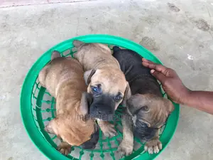 0-1 month Female Purebred Boerboel