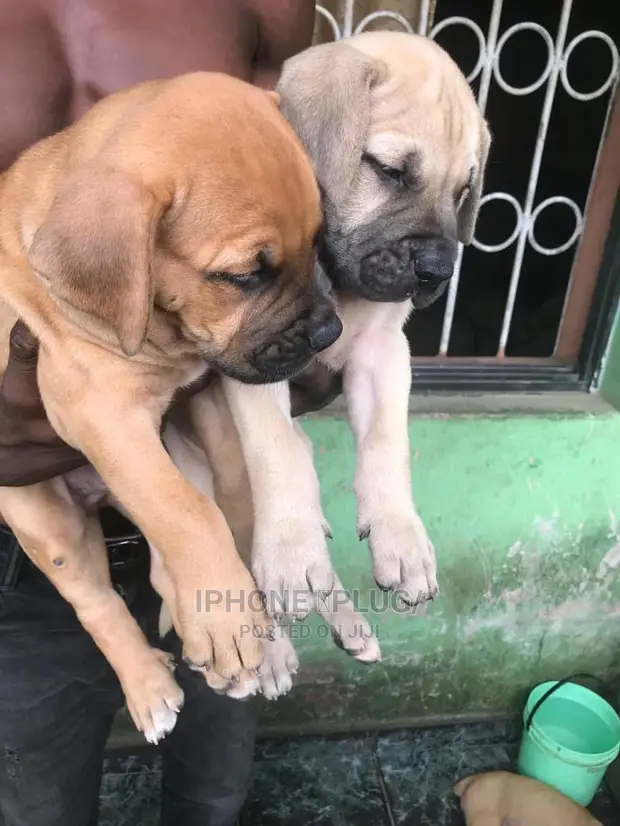 Bull Mastiff Dog Month Old Mastiff 1-3 Months Male Purebred
