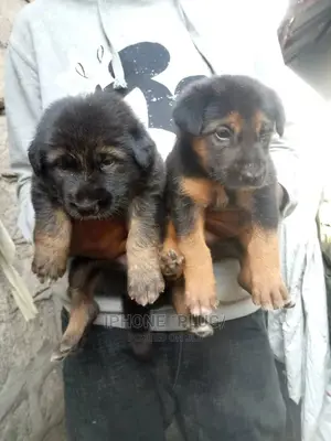 3-6 months Female Purebred German Shepherd