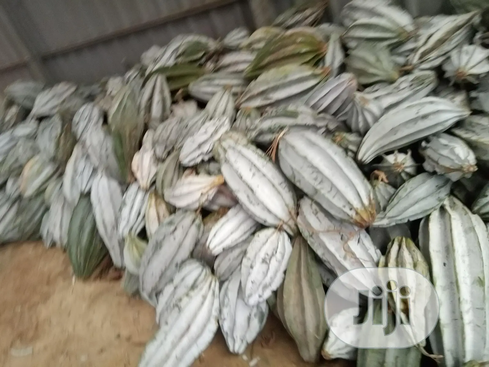 Broad Leaf Ugu Seeds From Calabar
