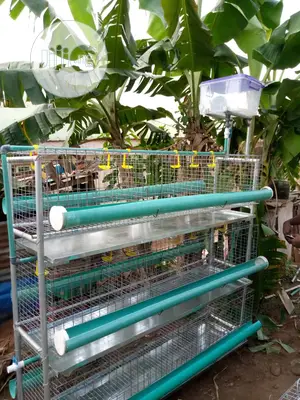 Broiler Cages With Full Accessories