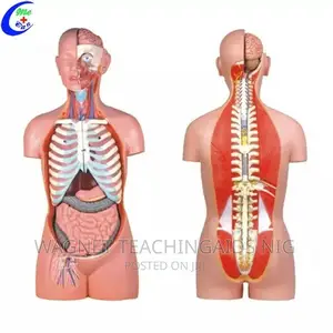 Human Torso