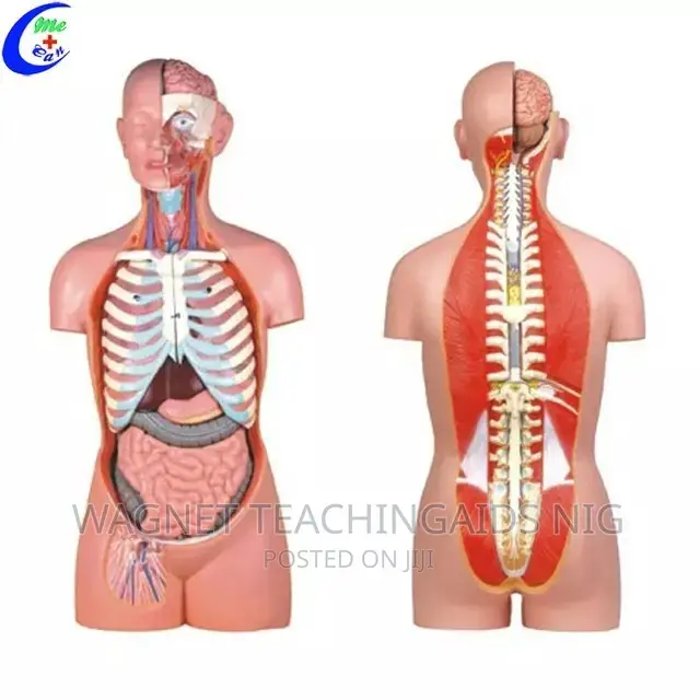 Human Torso