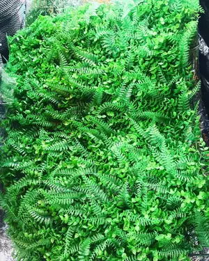 Lush Bush Mat