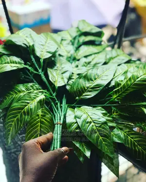 Focus Leaves