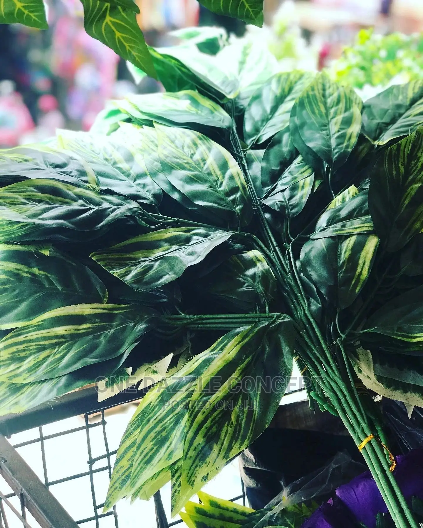 Focus Leaves