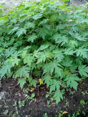 Best High Yield Dwarf Pawpaw Seedling / Nursery
