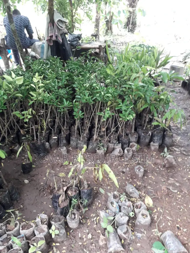 Best Budded Dwarf Improved Citrus Double Budded Citrus