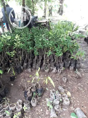 Best Budded Dwarf Improved Citrus Double Budded Citrus