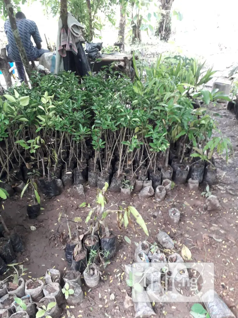 Best Budded Dwarf Improved Citrus Double Budded Citrus