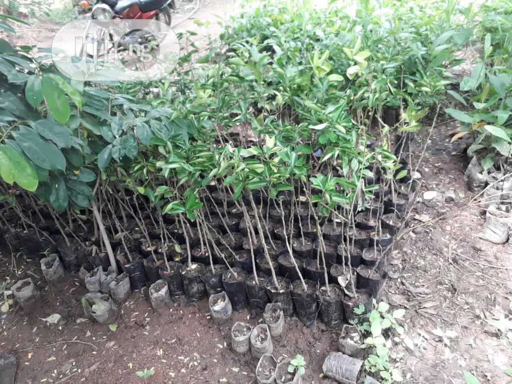 Best Budded Dwarf Improved Citrus Double Budded Citrus