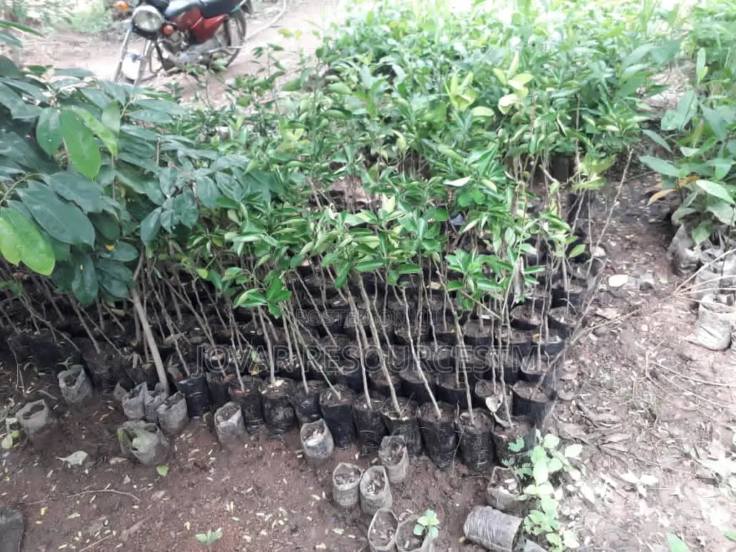 Best Budded Dwarf Improved Citrus Double Budded Citrus