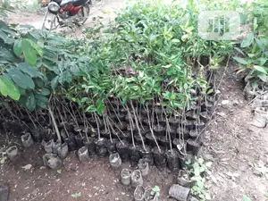 Best Budded Dwarf Improved Citrus Double Budded Citrus