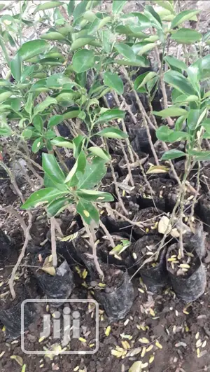 Best Budded Dwarf Improved Citrus Double Budded Citrus