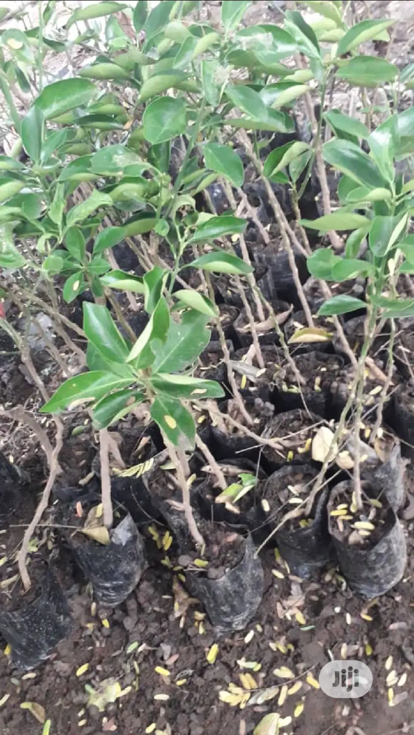 Best Budded Dwarf Improved Citrus Double Budded Citrus